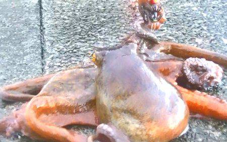 焼津港で良型のタコとカマス